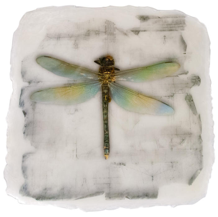 <center><em>Blue Dragonfly</em> (2018) 16"x15"<br/>Alternative media on handcrafted multi-layered acrylic<br/><br/></center><a href="/gallery.html?folio=Details&sortNumber=1&gallery=Blue%20Dragonfly&skipno=0&loadedNumber=0" target="_parent">Click for detail image</a><br/><br/></center><a href="/gallery.html?sortNumber=9&gallery=One-of-a-kind%20Works&skipno=0" target="_parent">View this item in the shop</a></center>