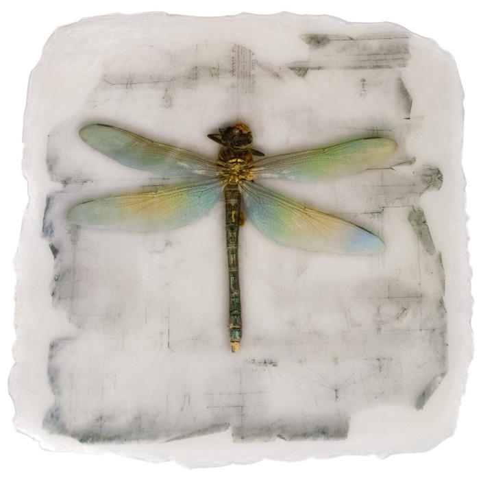 <center><em>Blue Dragonfly</em> (2018) 16"x15"<br/>handmade transparent multi-layered acrylic surface<br/><br/></center><a href="/gallery.html?folio=Details&sortNumber=1&gallery=Blue%20Dragonfly&skipno=0&loadedNumber=0" target="_parent">click for detail image</a>