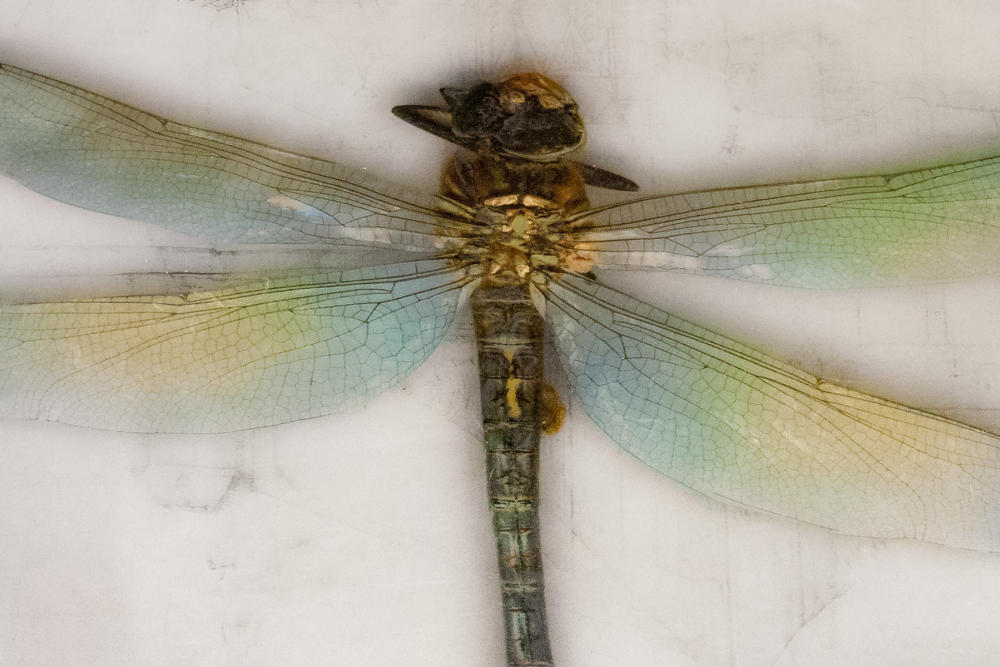 <center>Blue Dragonfly (2018) 16"x15" - Detail 1</center><center><br/><a href="/gallery.html?sortNumber=4&gallery=Early%20Alternative%20Media&skipno=0" target="_parent">Back to Gallery</a></center><center><br/><a href="/gallery.html?folio=&sortNumber=9&gallery=One-of-a-kind%20Works&skipno=0&loadedNumber=0" target="_parent">View this item in the shop</a></center>
