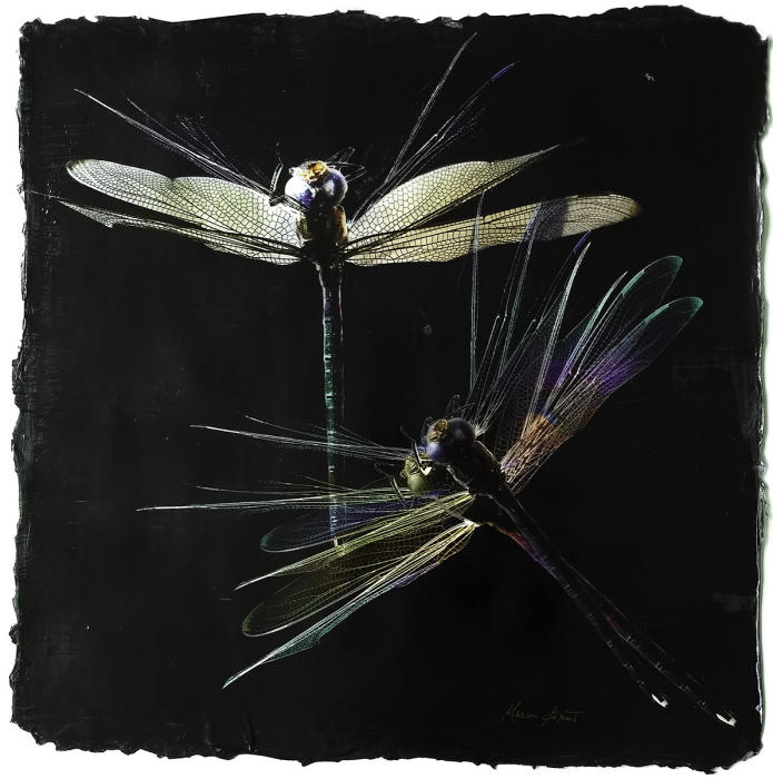 <center><em>Dragonflies in Motion l</em> (2018) 14"x14"<br/>handmade multi-layered acrylic surface<br/>
</center><a href="/gallery.html?folio=Details&sortNumber=1&gallery=Dragonflies%20in%20Motion%20l&skipno=0&loadedNumber=0" target="_parent">click for detail image</a>