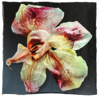 <a href="https://facebook.com/mariongrantart" target="_blank"><img alt="" src="/users/MarionGrant18089/facebook-20-bw.png" style="width: 20px; height: 20px;" /></a>&nbsp;&nbsp;<a href="https://instagram.com/mariongrantart" target="_blank"><img alt="" src="/users/MarionGrant18089/instagram-20-bw.png" style="width: 20px; height: 20px;" /></a>