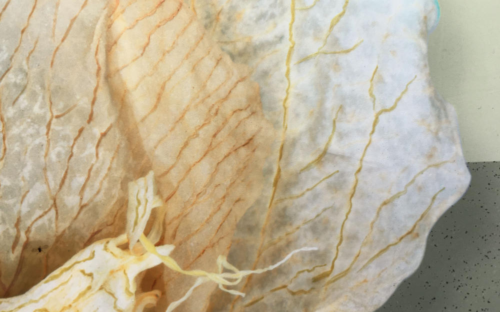 <center>Sage Lumenesce (2020) 27'' x 22" - Detail 2</center></br><p><a href="/gallery.html?sortNumber=7&gallery=Lumenesce&skipno=0" target="_parent">Back to Gallery</a>

