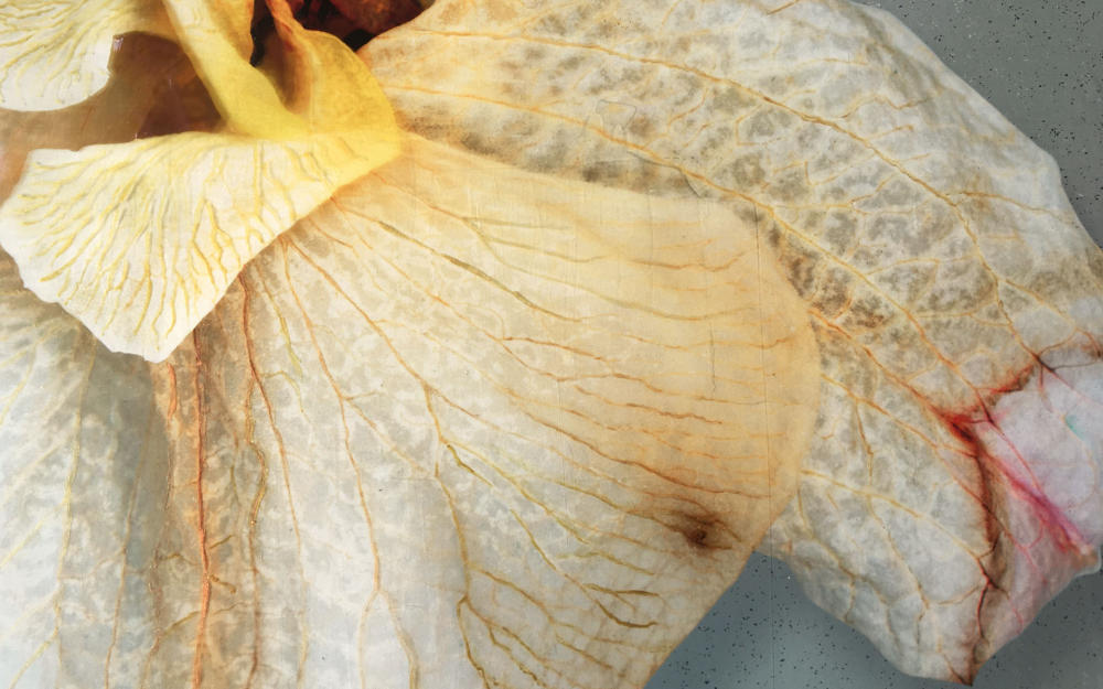 <center>Sage Lumenesce (2020) 27'' x 22" - Detail 4</center></br><p><a href="/gallery.html?sortNumber=7&gallery=Lumenesce&skipno=0" target="_parent">Back to Gallery</a>

