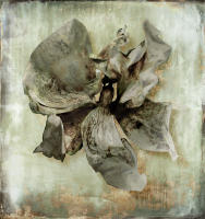 <a href="https://facebook.com/mariongrantart" target="_blank"><img alt="" src="/users/MarionGrant18089/facebook-20-bw.png" style="width: 20px; height: 20px;" /></a>&nbsp;&nbsp;<a href="https://instagram.com/mariongrantart" target="_blank"><img alt="" src="/users/MarionGrant18089/instagram-20-bw.png" style="width: 20px; height: 20px;" /></a>