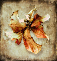 <a href="https://facebook.com/mariongrantart" target="_blank"><img alt="" src="/users/MarionGrant18089/facebook-20-bw.png" style="width: 20px; height: 20px;" /></a>&nbsp;&nbsp;<a href="https://instagram.com/mariongrantart" target="_blank"><img alt="" src="/users/MarionGrant18089/instagram-20-bw.png" style="width: 20px; height: 20px;" /></a>