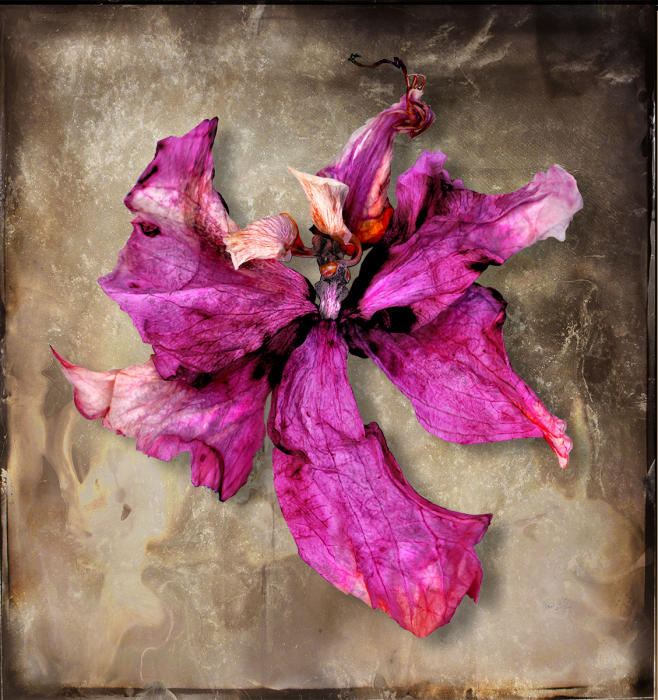 <center><em>Phoenix Rising Fuchsia</em> (2023) 34" x 32"  <br/>
Fine art archival pigment print <br/> <br/></center><a href="/gallery.html?folio=Details&sortNumber=&gallery=Phoenix%20Rising%20Fuchsia&skipno=0&loadedNumber=0" target="_parent">Click for detail image</a></center><br/> <br/> </center><a href="/gallery.html?folio=&sortNumber=7&gallery=Edition%20Prints&skipno=0&loadedNumber=0" target="_parent">View item in the shop</a>
