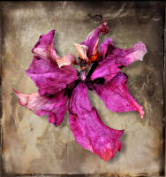 <a href="https://facebook.com/mariongrantart" target="_blank"><img alt="" src="/users/MarionGrant18089/facebook-20-bw.png" style="width: 20px; height: 20px;" /></a>&nbsp;&nbsp;<a href="https://instagram.com/mariongrantart" target="_blank"><img alt="" src="/users/MarionGrant18089/instagram-20-bw.png" style="width: 20px; height: 20px;" /></a>
