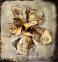 <a href="https://facebook.com/mariongrantart" target="_blank"><img alt="" src="/users/MarionGrant18089/facebook-20-bw.png" style="width: 20px; height: 20px;" /></a>&nbsp;&nbsp;<a href="https://instagram.com/mariongrantart" target="_blank"><img alt="" src="/users/MarionGrant18089/instagram-20-bw.png" style="width: 20px; height: 20px;" /></a>