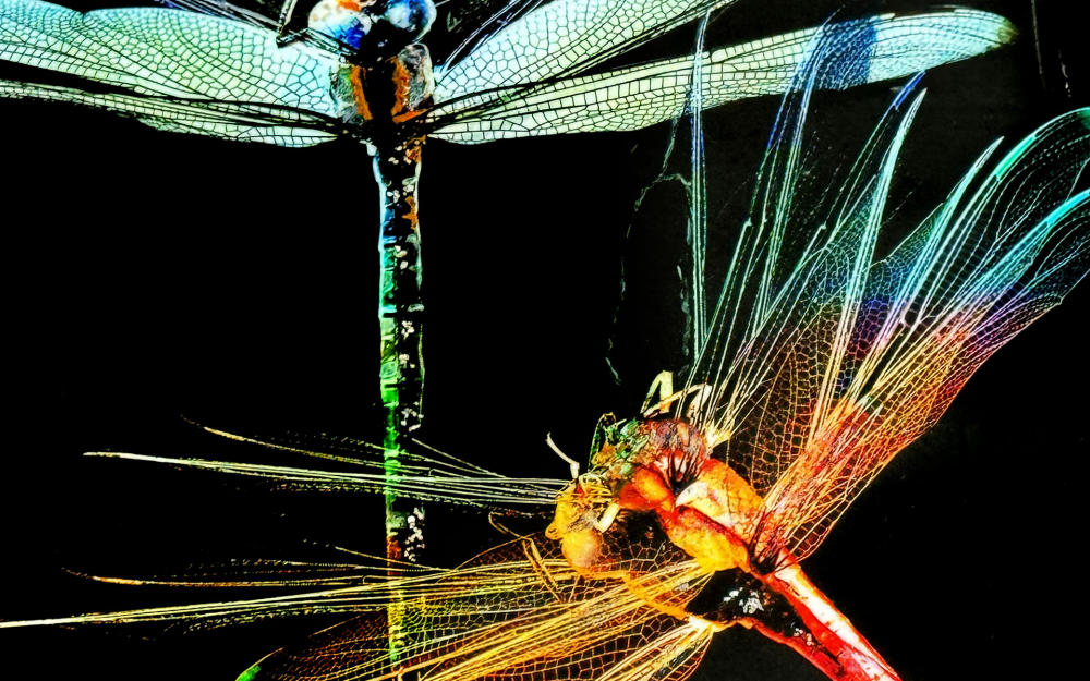 <center>Black Dragonfly (2023) 15"x15" - Detail 1<center></br><p><a href="/gallery.html?sortNumber=1&gallery=Early%20Alternative%20Media&skipno=0" target="_parent">Back to Gallery</a>