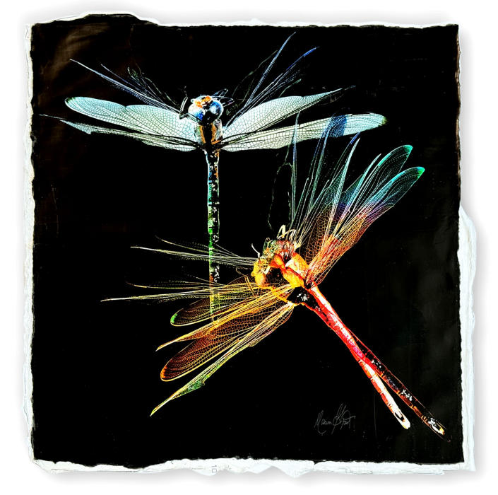 <center><em>Black Dragonfly</em> (2023) 15"x15"<br />Alternative media on handcrafted multi-layered acrylic<br />
<br /><a href="/gallery.html?folio=Details&sortNumber=&gallery=Black%20Dragonfly&skipno=0&loadedNumber=0" target="_parent">Click for detail image</a></center>