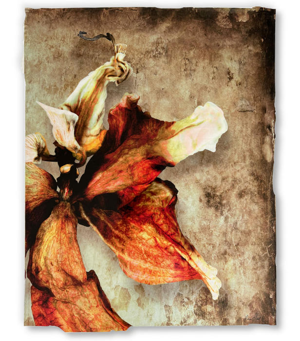 <center><em>Phoenix Rising Copper I</em> (2024) 20'' x 16''<br/>Alternative media on handcrafted multi-layered acrylic
<br/><br/></center><a href="/gallery.html?folio=Details&sortNumber=&gallery=Phoenix%20Rising%20Copper%20I&skipno=0&loadedNumber=0" target="_parent">Click for detail image</a></center><br/><br/></center><a href="/gallery.html?sortNumber=3&gallery=One-of-a-kind%20Works&skipno=0" target="_parent">View this item in the shop</a></center>