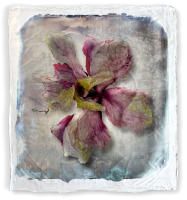 <a href="https://facebook.com/mariongrantart" target="_blank"><img alt="" src="/users/MarionGrant18089/facebook-20-bw.png" style="width: 20px; height: 20px;" /></a>&nbsp;&nbsp;<a href="https://instagram.com/mariongrantart" target="_blank"><img alt="" src="/users/MarionGrant18089/instagram-20-bw.png" style="width: 20px; height: 20px;" /></a>