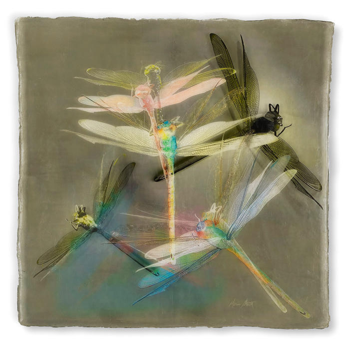 <center><em>Dragonflies in Motion ll</em> (2018) 21"x21"<br />Alternative media on handcrafted multi-layered acrylic<br/>
<br/><a href="/gallery.html?folio=Details&sortNumber=&gallery=Dragonflies%20in%20Motion%20ll&skipno=0&loadedNumber=0" target="_parent">Click for detail image</a></center><br/></center><a href="/gallery.html?sortNumber=11&gallery=One-of-a-kind%20Works&skipno=0" target="_parent">View this item in the shop</a></center>