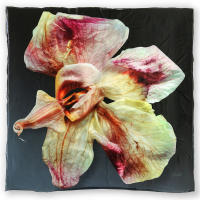 <a href="https://facebook.com/mariongrantart" target="_blank"><img alt="" src="/users/MarionGrant18089/facebook-20-bw.png" style="width: 20px; height: 20px;" /></a>&nbsp;&nbsp;<a href="https://instagram.com/mariongrantart" target="_blank"><img alt="" src="/users/MarionGrant18089/instagram-20-bw.png" style="width: 20px; height: 20px;" /></a>