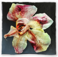 <a href="https://facebook.com/mariongrantart" target="_blank"><img alt="" src="/users/MarionGrant18089/facebook-20-bw.png" style="width: 20px; height: 20px;" /></a>&nbsp;&nbsp;<a href="https://instagram.com/mariongrantart" target="_blank"><img alt="" src="/users/MarionGrant18089/instagram-20-bw.png" style="width: 20px; height: 20px;" /></a>