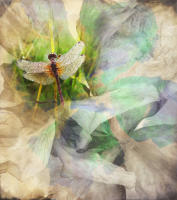 <a href="https://facebook.com/mariongrantart" target="_blank"><img alt="" src="/users/MarionGrant18089/facebook-20-bw.png" style="width: 20px; height: 20px;" /></a>&nbsp;&nbsp;<a href="https://instagram.com/mariongrantart" target="_blank"><img alt="" src="/users/MarionGrant18089/instagram-20-bw.png" style="width: 20px; height: 20px;" /></a>