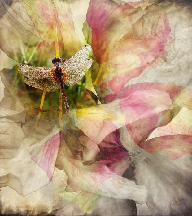 <center><em>Diving Belle Pink</em> (2023) 34" x 30" <br/> Fine art archival pigment print<br/> <br/> </center><a href="/gallery.html?sortNumber=1&gallery=Edition%20Prints&skipno=0" target="_parent">View item in the shop</a>