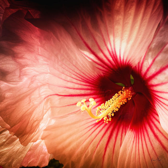 <center><em>Coral Hibiscus</em> (2023) 34" x 34" <br/> Fine art archival pigment print<br/> <br/> </center><a href="/gallery.html?folio=&sortNumber=5&gallery=Edition%20Prints&skipno=0&loadedNumber=0" target="_parent">View item in the shop</a>