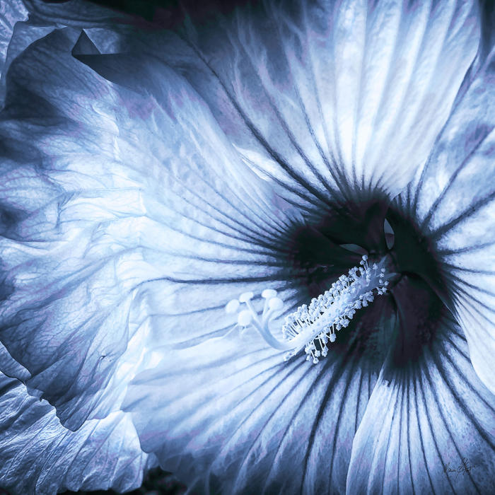 <center><em>Indigo Hibiscus</em> (2023) 34" x 34" <br/> Fine art archival pigment print<br/> <br/> </center><a href="/gallery.html?folio=&sortNumber=5&gallery=Edition%20Prints&skipno=0&loadedNumber=0" target="_parent">View item in the shop</a>