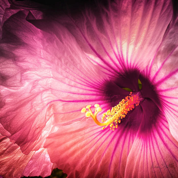 <center><em>Pink Hibiscus</em> (2023) 34" x 34" <br/> Fine art archival pigment print<br/> <br/> </center><a href="/gallery.html?folio=&sortNumber=5&gallery=Edition%20Prints&skipno=0&loadedNumber=0" target="_parent">View item in the shop</a>