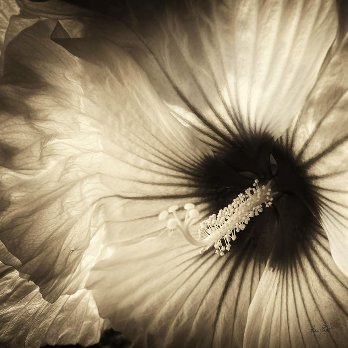 <center><em>Sepia Hibiscus</em> (2023) 34" x 34" <br/> Fine art archival pigment print<br/> <br/> </center><a href="/gallery.html?folio=&sortNumber=5&gallery=Edition%20Prints&skipno=0&loadedNumber=0" target="_parent">View item in the shop</a>