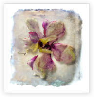 <a href="https://facebook.com/mariongrantart" target="_blank"><img alt="" src="/users/MarionGrant18089/facebook-20-bw.png" style="width: 20px; height: 20px;" /></a>&nbsp;&nbsp;<a href="https://instagram.com/mariongrantart" target="_blank"><img alt="" src="/users/MarionGrant18089/instagram-20-bw.png" style="width: 20px; height: 20px;" /></a>